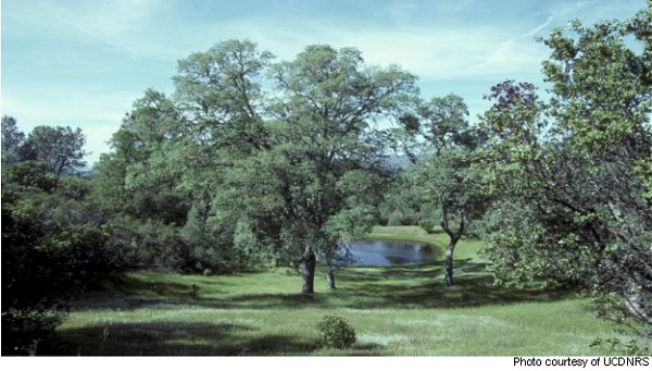 Picture of Oak tree and pond at the reserve