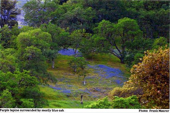Picture of blue lupine surrounded by mostly blue oaks.