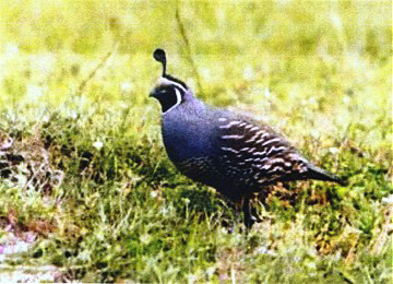 photo of quail on the reseve