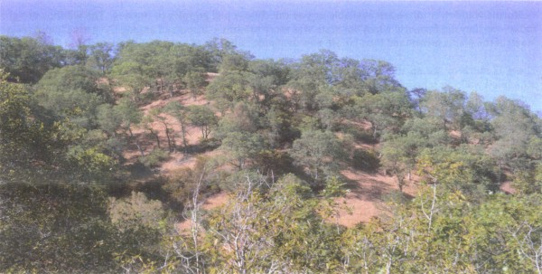 pictue of Oak savannah slope on QRR looking north near Lake Berryessa